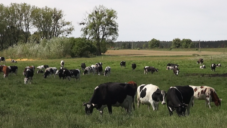 Pasące się krowy, to dziś rzadki widok. (jw)