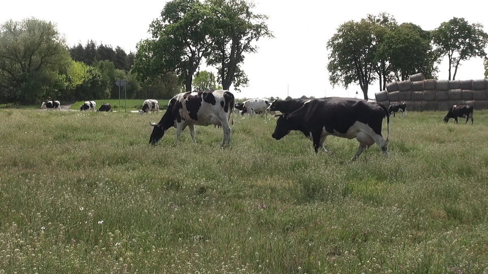 Pasące się krowy, to dziś rzadki widok. (jw)