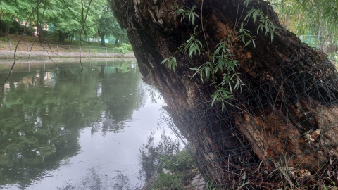 Zabezpieczone drzewo przed działaniem bobrów na Wyspie Młyńskiej w Bydgoszczy. Fot. Dorota Witt/PR PiK