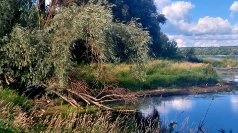 Nad Wisłą w Bydgoszczy można zaobserwować ślady życia bobrów. Fot. Dorota Witt/PR PiK