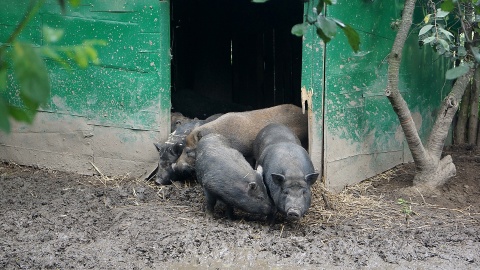 W minizoo ks. proboszcza Tomasza Kapczyńskiego na plebanii w Orlu