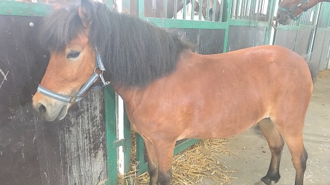 Stadnina w Wiecanowie. Fot. Krystian Makowski.