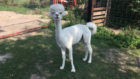 Alpaka w Toskanii Kociewskiej. Fot. Krystian Makowski.