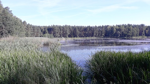 Warlubie. Fot. Sławomir Nowak.