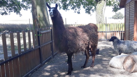 Lama Henia z mini zoo przy Parku Linowym w Rulewie. fot. Sławomir Nowak.