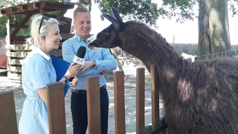 Bogumiła Wresiło z Kamilem Gąsiorem i Lamą Henią w Rulewie. Fot. Sławomir Nowak.