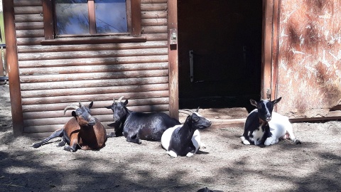 Rulewskie kozy. Fot. Sławomir Nowak.