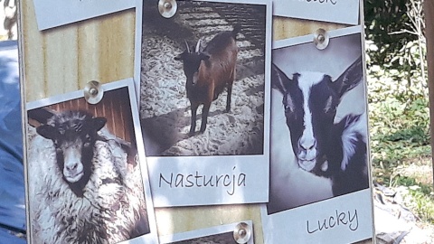 Zwierzaki w Rulewie. Fot. Sławomir Nowak.