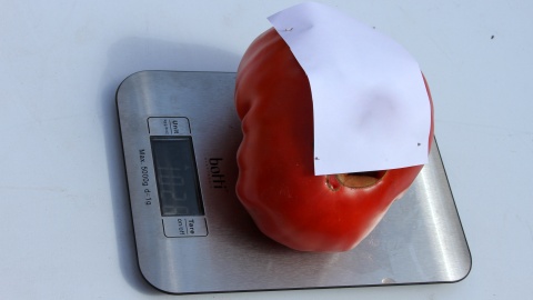 Ważenie rekordowych pomidorów. Fot. Jerzy Kaźmierczak.
