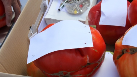 Co pomidor to większy.. Fot. Jerzy Kaźmierczak.
