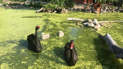 Czarne łabędzie w Parku Rekreacji i Sportu w Radzyniu Chełmińskim. Fot. Krystian Makowski.