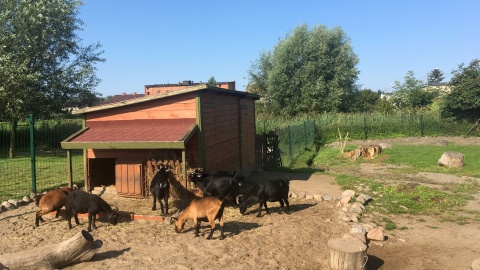 Kozy kameruńskie w Parku Rekreacji i Sportu w Radzyniu Chełmińskim. Fot. Krystian Makowski.