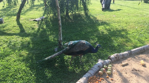 Paw w Parku Rekreacji i Sportu w Radzyniu Chełmińskim. Fot. Krystian Makowski.