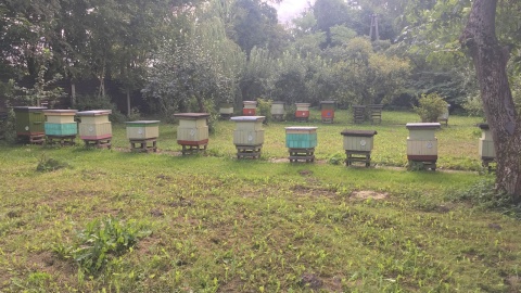 Gospodarstwo Pszczelarskie, Marii i Jacka Orciuch. Fot. Krystian Makowski