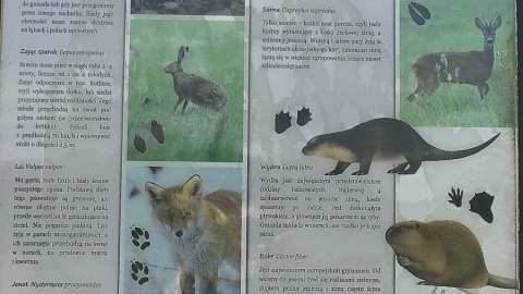 Tablice edukacyjne na terenie Krajeńskiego PN. Fot. Krystian Makowski.