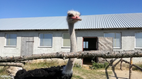 Piękny okaz strusia. Fot. Jan Duks.