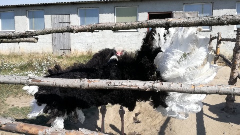 Co ten struś może planować... Fot. Jan Duks.