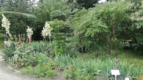 Ogród Botaniczny UKW. Fot. Magdalena Jasińska