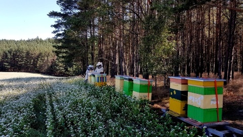 Bartnictwo i pszczoły w lesie. Fot. .facebook.com/rdlpTorun