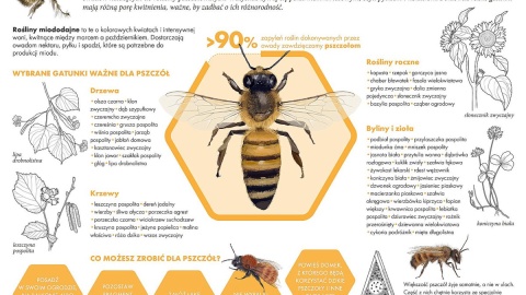 Bartnictwo i pszczoły w lesie. Fot. .facebook.com/rdlpTorun