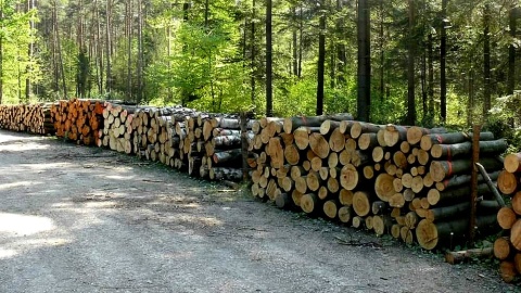 Drewno, najwspanialszy surowiec na świecie. Fot. facebook.com/LasyPanstwowe