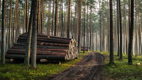 Drewno, najwspanialszy surowiec na świecie. Fot. facebook.com/LasyPanstwowe