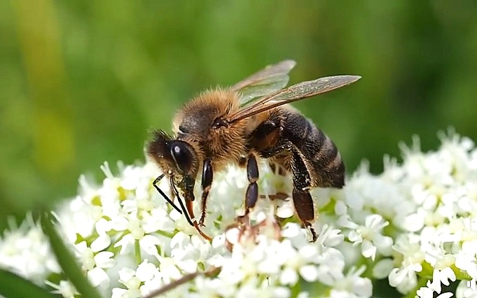 Pszczoły pobierają pokarm przy pomocy bardzo długiego (ok. 6 mm!) języczka. Fot. facebook.com/LasyPanstwowe