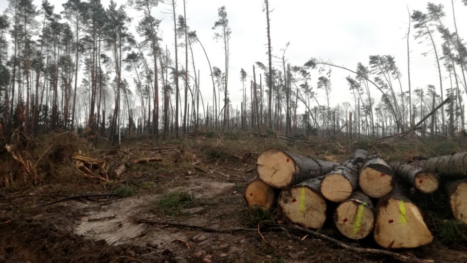 Sierpień 2017 - zniszczenia w lasach Nadleśnictwa Zamrzenica. Fot. arch. PR PiK