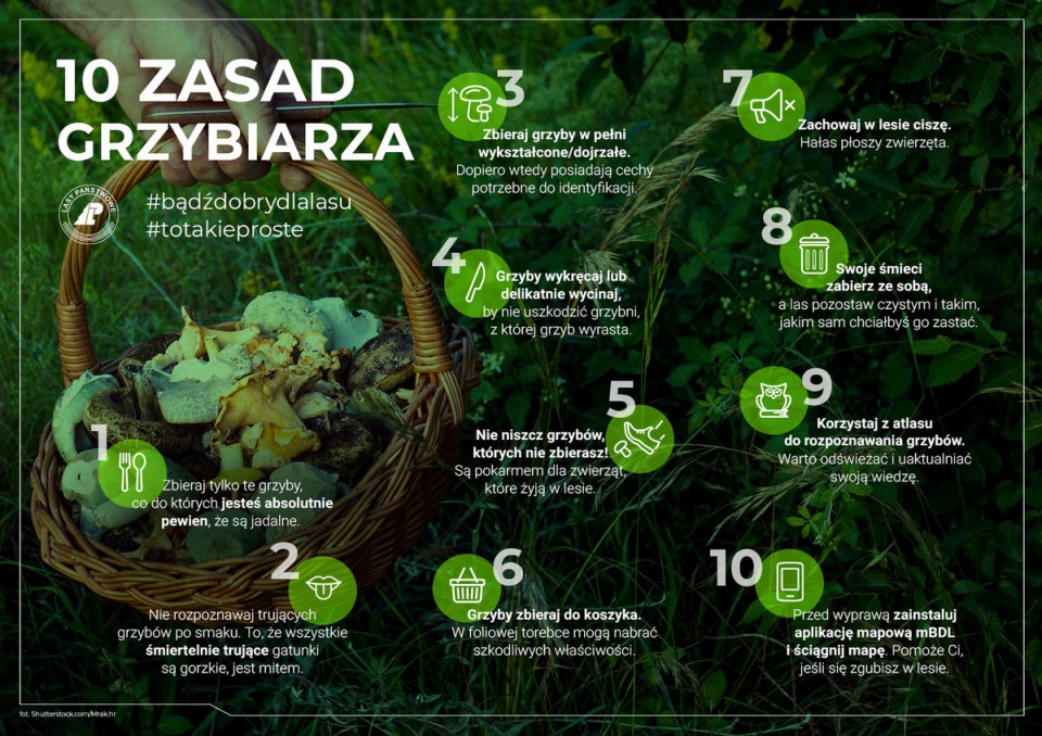 10 zasad grzybiarza. Fot. lasy.gov.pl
