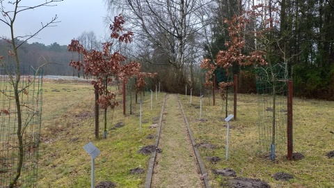 Leśnikom zamordowanym w zbrodni katyńskiej poświęcono obelisk w Wierzchlesie i tablicę w siedzibie Regionalnej Dyrekcji Lasów Państwowych w Toruniu. Fot. Adriana Andrzejewska-Kuras