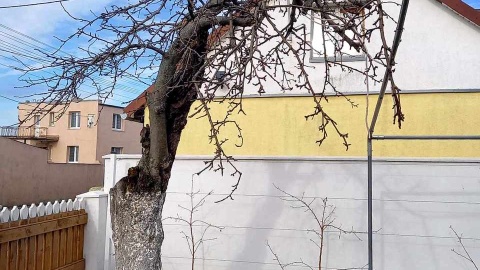 Jabłoń pamiętająca czasy Jana kasprowicza. Fot. Michał Słobodzian