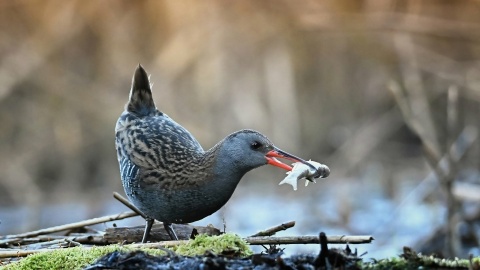 Efekty fotograficznego „polowania” pani dr Julii Popowskiej-Drojeckiej. Fot. nadesłane