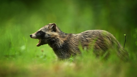 Efekty fotograficznego „polowania” pani dr Julii Popowskiej-Drojeckiej. Fot. nadesłane