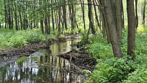 W takich warunkach można się bardzo łatwo zakamuflować. Fot. Adriana Andrzejewska-Kuras/PR PiK