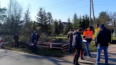 Przy drodze powiatowej Świecie-Błądzim na odcinku Laskowice-Krąplewice wycięto ponad 100-letnie dęby. Fot. Marcin Doliński