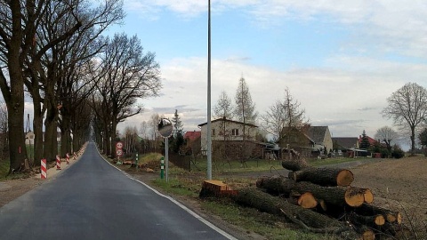 Przy drodze powiatowej Świecie-Błądzim na odcinku Laskowice-Krąplewice wycięto ponad 100-letnie dęby. Fot. Marcin Doliński