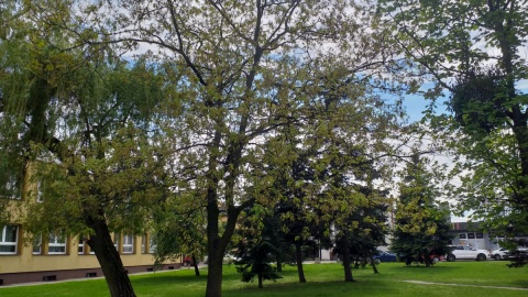 Mieszkańcy Golubia-Dobrzynia sprzeciwiają się planom wycinki drzew na Placu Tysiąclecia. Fot. Adriana Andrzejewska-Kuras
