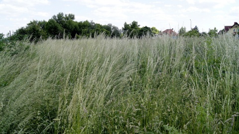 Teren do wpisu w rejestrze zabytków czy pod osiedlową infrastrukturę? Fot. Henryk Żyłkowski