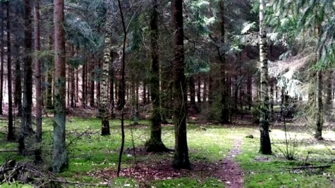 Położony nad Brdą w Smukale las może zostać wycięty pod budowę domów. Fot. google.maps