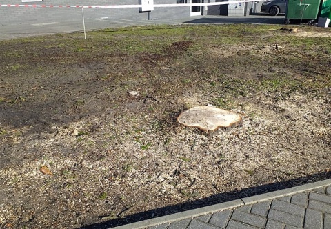 Mieszkańcy Strzelna dziwią się budowie ronda, przez którą stracili wiele drzew w mieście. Fot. Adriana Andrzejewska-Kuras