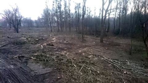Mieszkańcy Torunia zbulwersowani są wycinką drzew przy remontowanym moście im. Józefa Piłsudskiego. Fot. Michał Zaręba