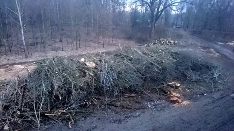 Mieszkańcy Torunia zbulwersowani są wycinką drzew przy remontowanym moście im. Józefa Piłsudskiego. Fot. Michał Zaręba