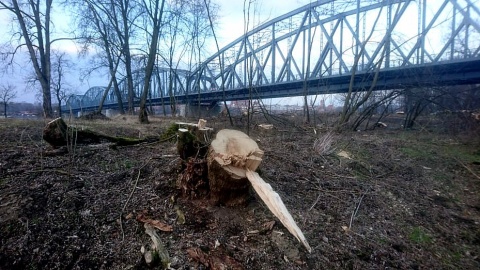 Mieszkańcy Torunia zbulwersowani są wycinką drzew przy remontowanym moście im. Józefa Piłsudskiego. Fot. Michał Zaręba