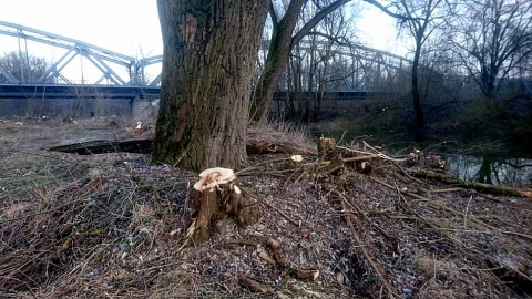 Mieszkańcy Torunia zbulwersowani są wycinką drzew przy remontowanym moście im. Józefa Piłsudskiego. Fot. Michał Zaręba