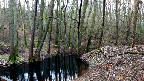 Źródliska to perła w koronie. Fot. Adriana Andrzejewska-Kuras