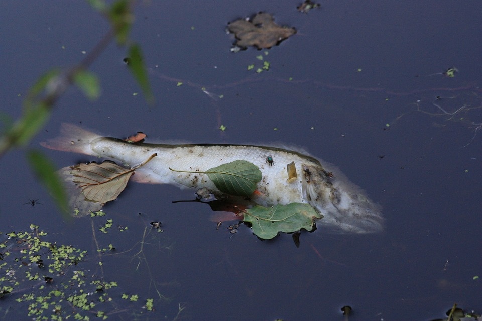 Skąd wzięły się martwe ryby w Noteci? Fot. ilustracyjnie/pixabay.com
