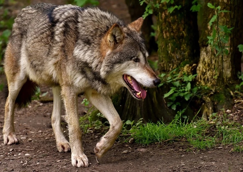W ostatnim czasie w gminie Cekcyn wilki zaatakowały kilka razy. Fot. ilustracyjne/pixabay.com