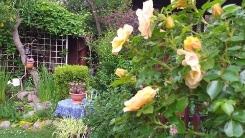 Fot. Piotr Domański