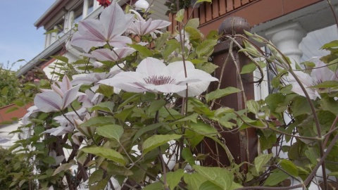 Przydomowy ogródek Pani Teresy z Barcina