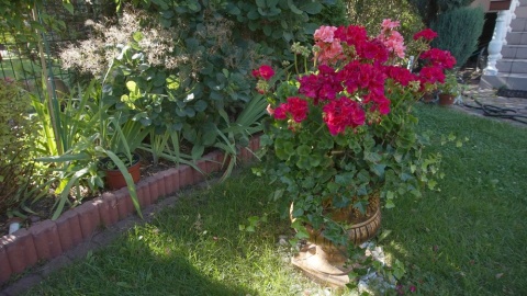 Przydomowy ogródek Pani Teresy z Barcina